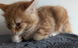 British Longhair cats for sale: 4 Longhaired British mix Kittens  - Image 4