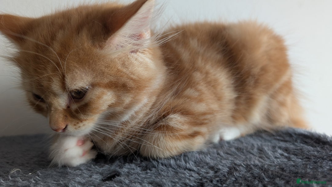 British Longhair cats for sale: 4 Longhaired British mix Kittens  - Image 4