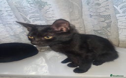 British Shorthair cats for sale: 2 black male kittens  - Image 9