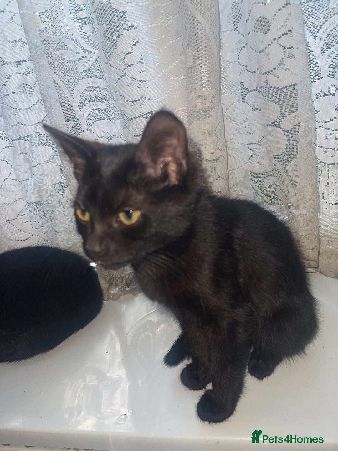 British Shorthair cats for sale: 2 black male kittens  - Image 9