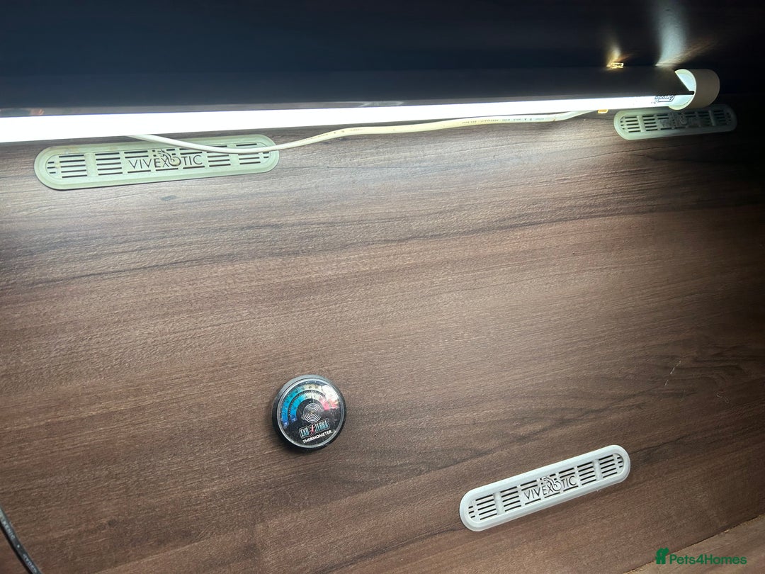 Leopard Gecko reptiles for sale: Male leopard gecko and all equipment  - Image 5