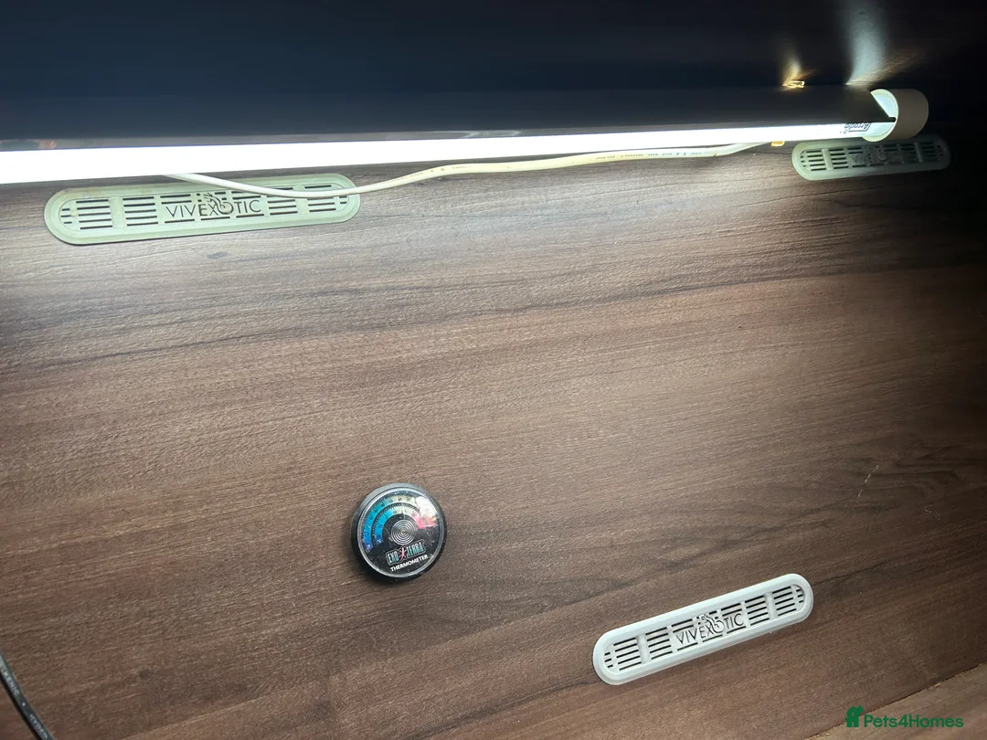 Leopard Gecko reptiles for sale: Male leopard gecko and all equipment  - Advert 6