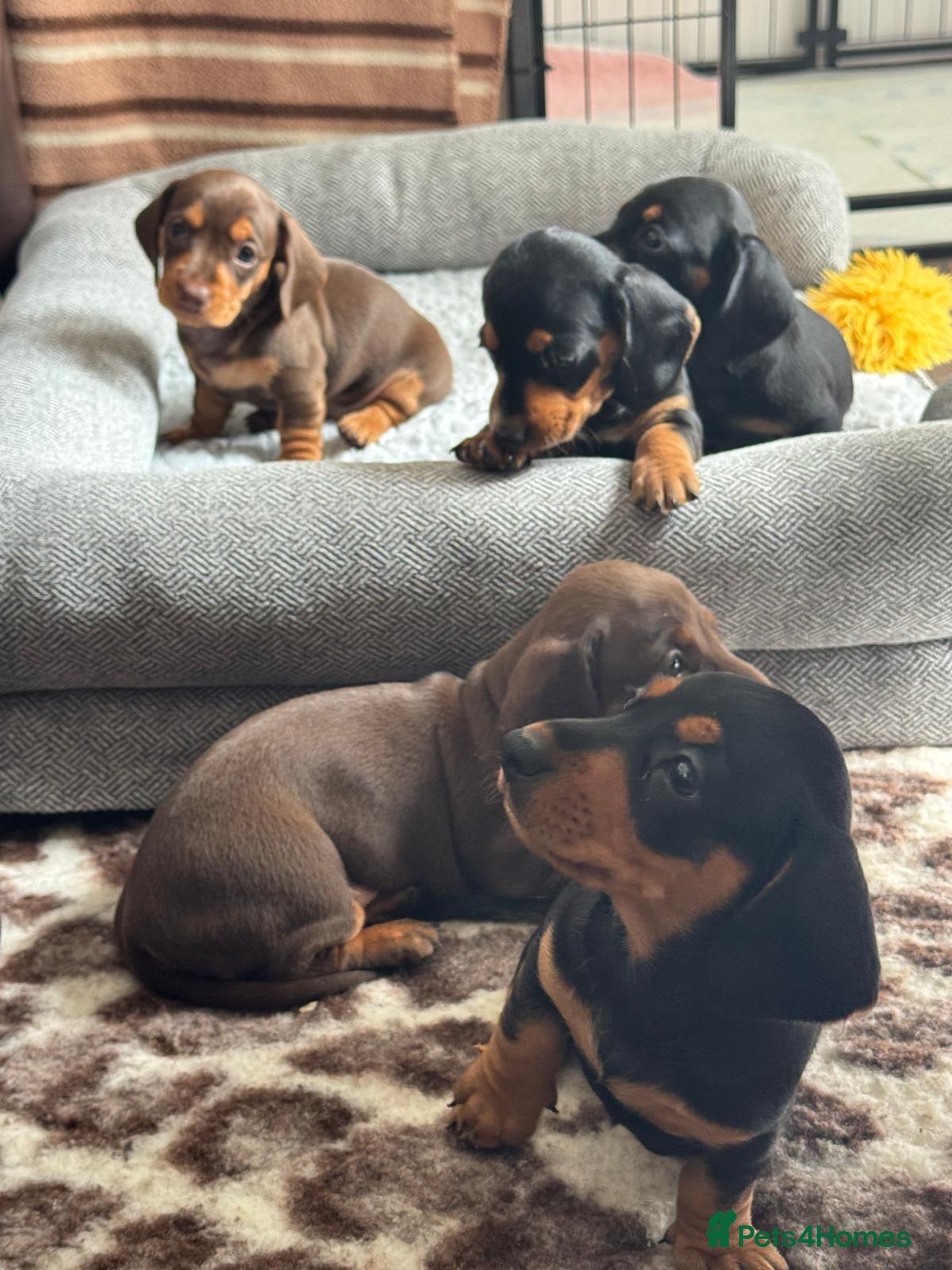 Miniature Dachshund dogs Gorgeous KC reg miniature dachshund puppies  - Advert 1