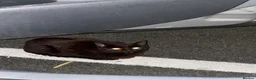 Mixed Breed cats for sale: Black female needing home ASAP - Advert 4