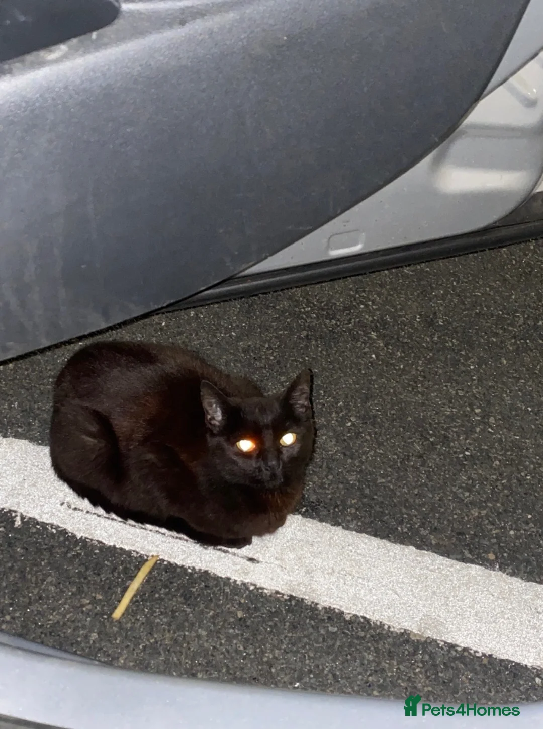 Mixed Breed cats for sale: Black female needing home ASAP - Advert 4