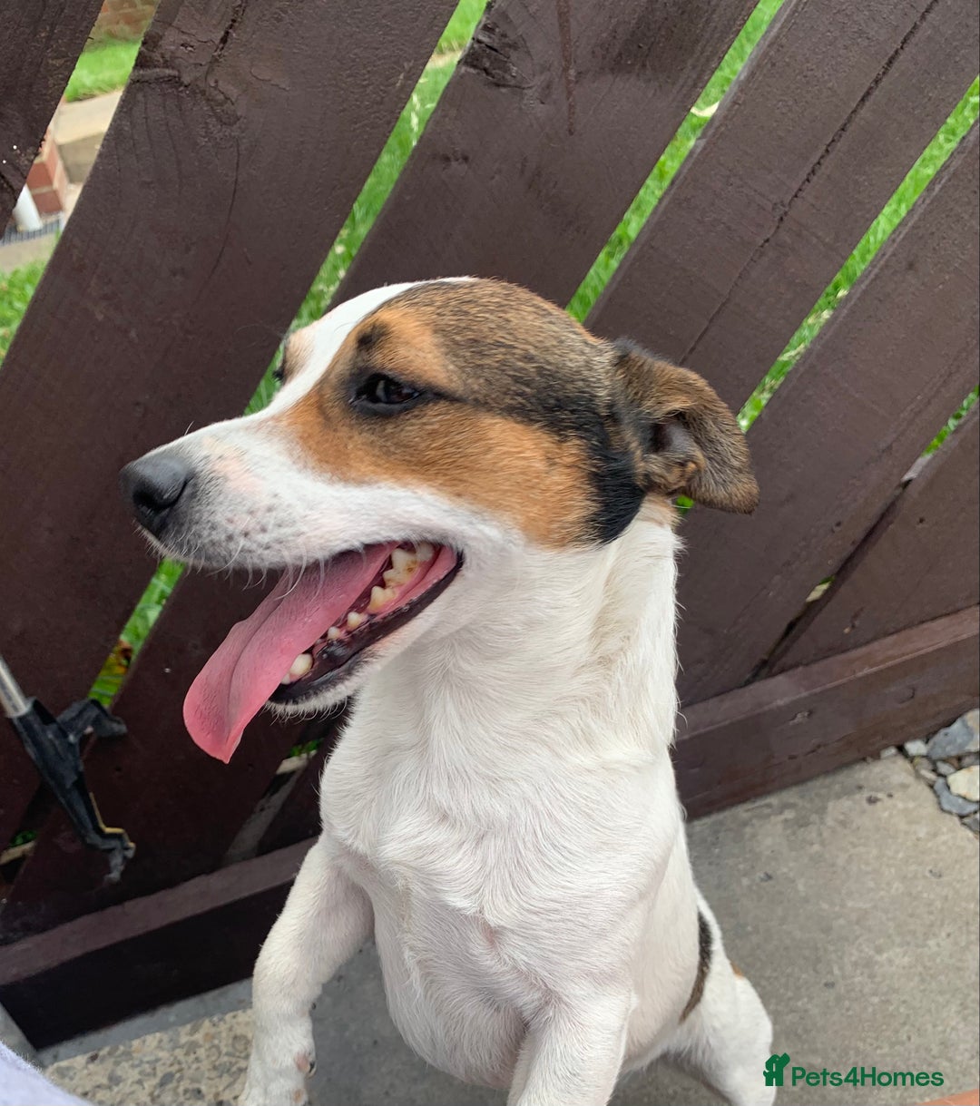 Jack Russell dogs for stud: Jack Russell for stud in Seaham - Image 13