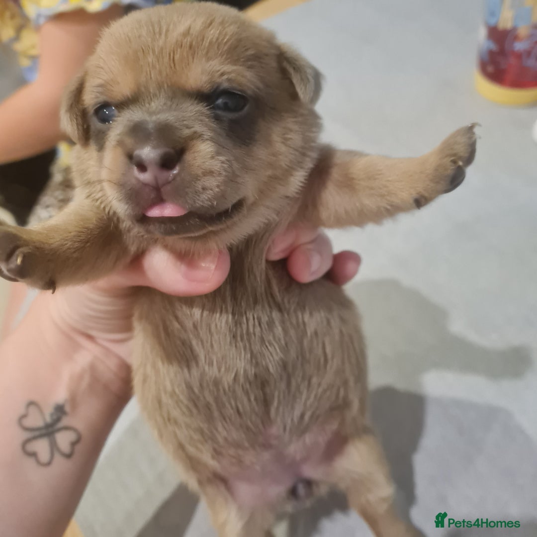 Mixed Breed dogs for sale: French bull weinners  - Image 8