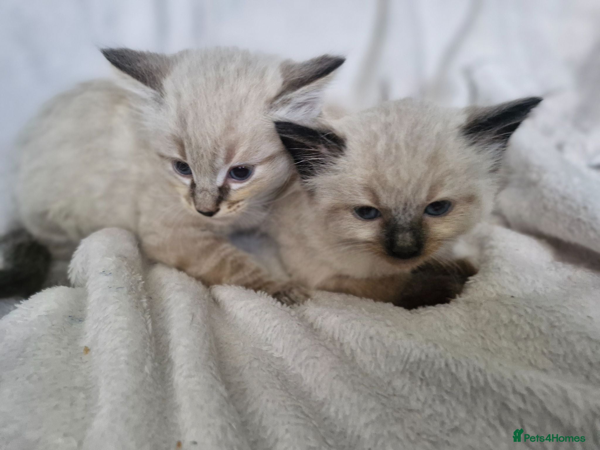 Mixed Breed cats 2 beautiful half ragdoll kittens  - Advert 1