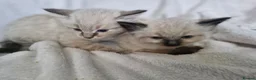 Mixed Breed cats for sale: 2 beautiful half ragdoll kittens  in Brighton - Advert 1