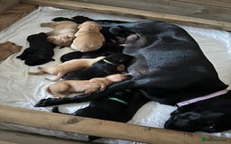 Labrador Retriever dogs for sale: Beautiful Labrador Retriever puppies - Image 5