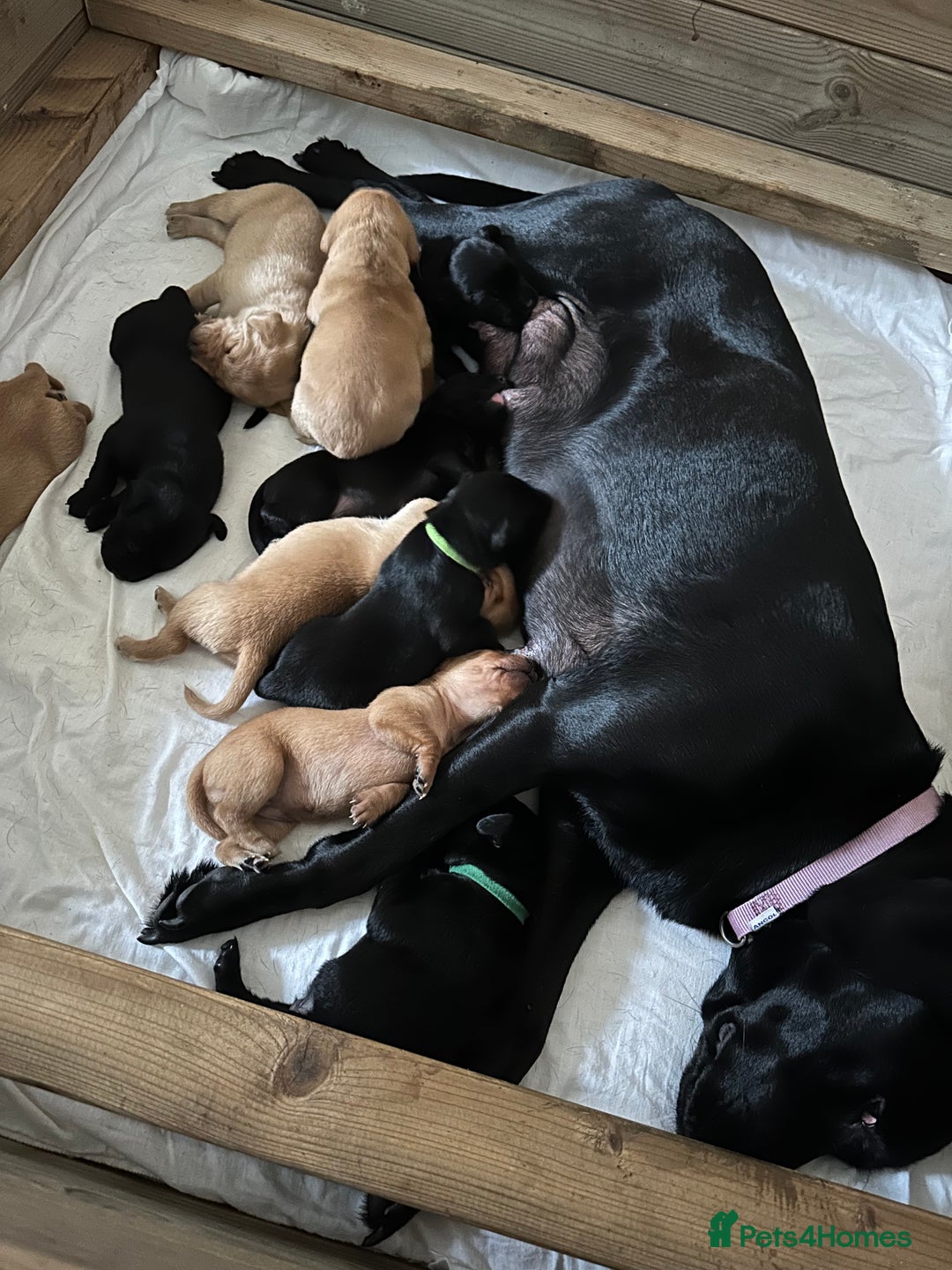 Labrador Retriever dogs for sale: Beautiful Labrador Retriever puppies - Image 5