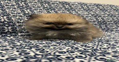 Pomeranian dogs Stunning littler of Pom puppies - Advert 8