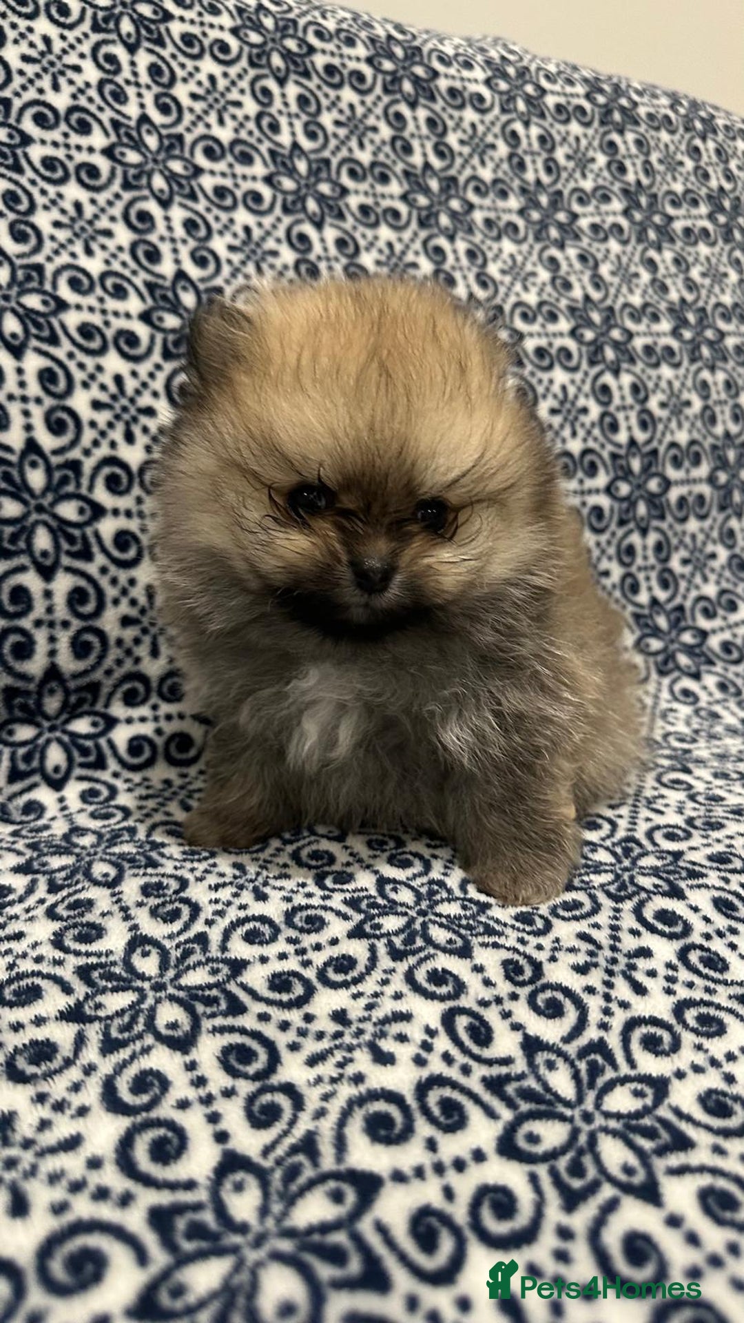 Pomeranian dogs for sale: Stunning littler of KC Pom puppies - Advert 3