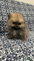 Pomeranian dogs Stunning littler of KC Pom puppies - Advert 1