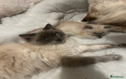Ragdoll cats for sale: Ragdoll Female Kitten - Advert 5