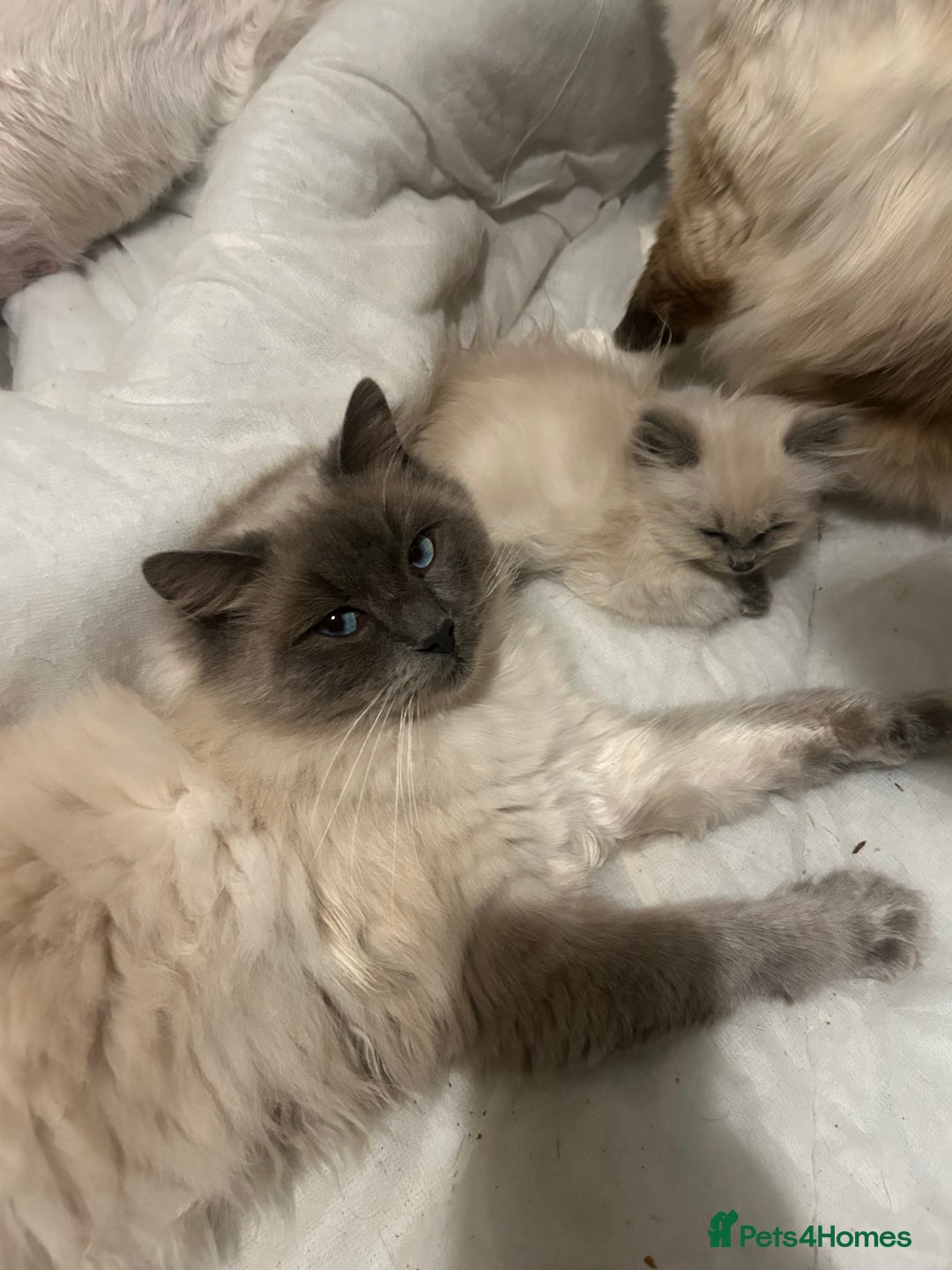 Ragdoll cats for sale: Ragdoll Female Kitten - Advert 5