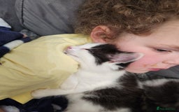 Mixed Breed cats for sale: Beautiful X Mainecoon babies  - Image 14