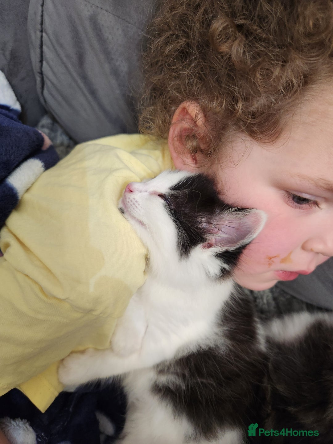 Mixed Breed cats for sale: Beautiful X Mainecoon babies  - Image 14