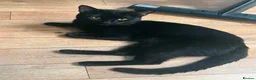 Mixed Breed cats for sale: Tyson Cat for sale! in Taunton - Advert 2