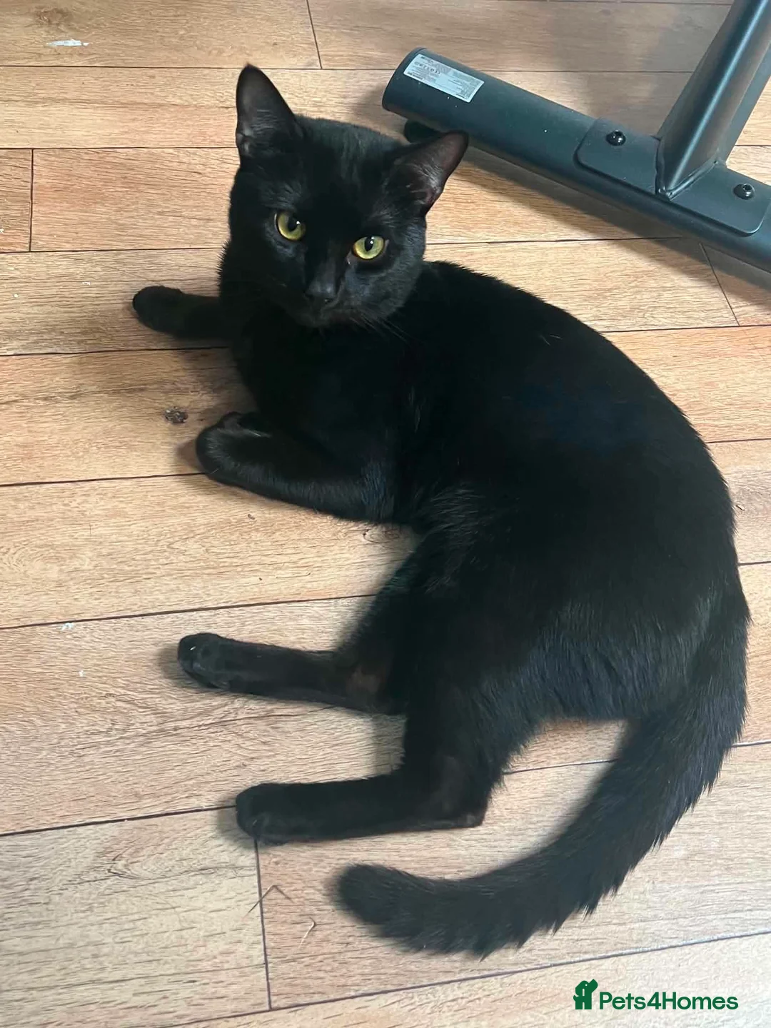 Mixed Breed cats for sale: Tyson Cat for sale! in Taunton - Advert 2