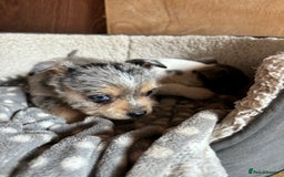 Jack Russell dogs for sale: Jack Russell puppies  - Image 5