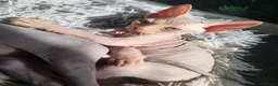 Sphynx cats for sale: Little sweet sphynx boys ready for new home 🐾 - Advert 4
