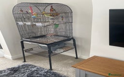 Budgerigars birds for sale: 2 budgies with cage - Image 4