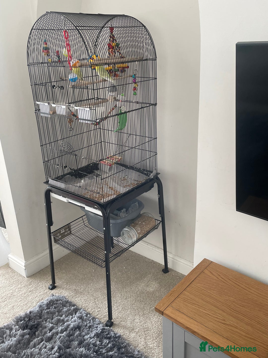 Budgerigars birds for sale: 2 budgies with cage - Image 4