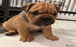 English Bulldog dogs for sale: Traditional English Bulldog Puppies  - Image 30