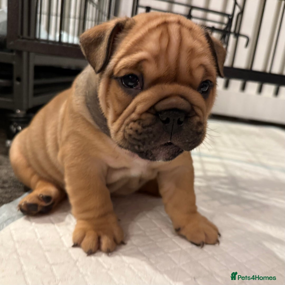 English Bulldog dogs for sale: Traditional English Bulldog Puppies  - Image 30