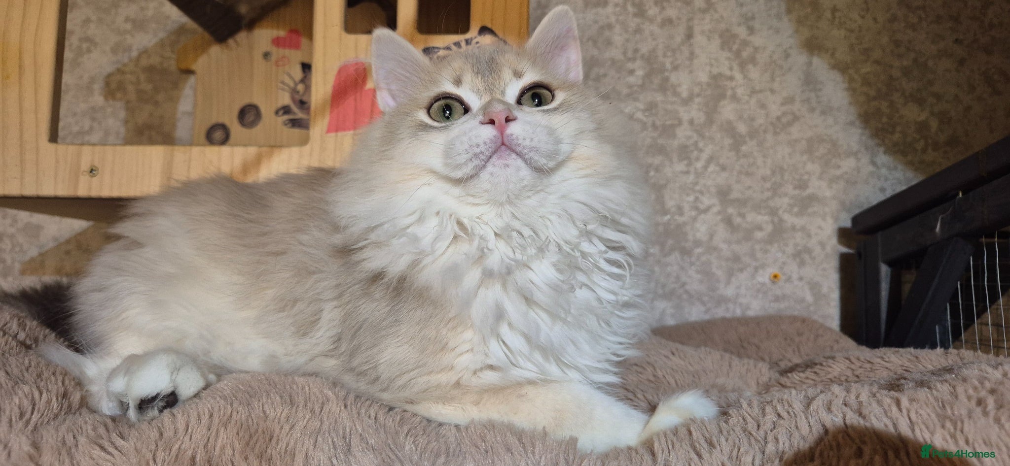 Scottish Fold cats 1 boy left! In your lap Scottish Straight - Advert 9