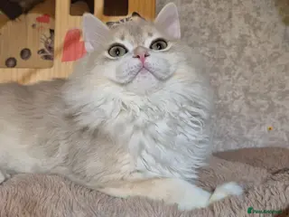 Scottish Fold cats 1 boy left! In your lap Scottish Straight - Advert 3