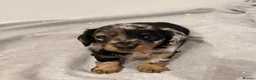 Miniature Dachshund dogs for sale: LONG HAIRED MINIATURE RUSSIAN DACHSHUNDS  - Advert 25