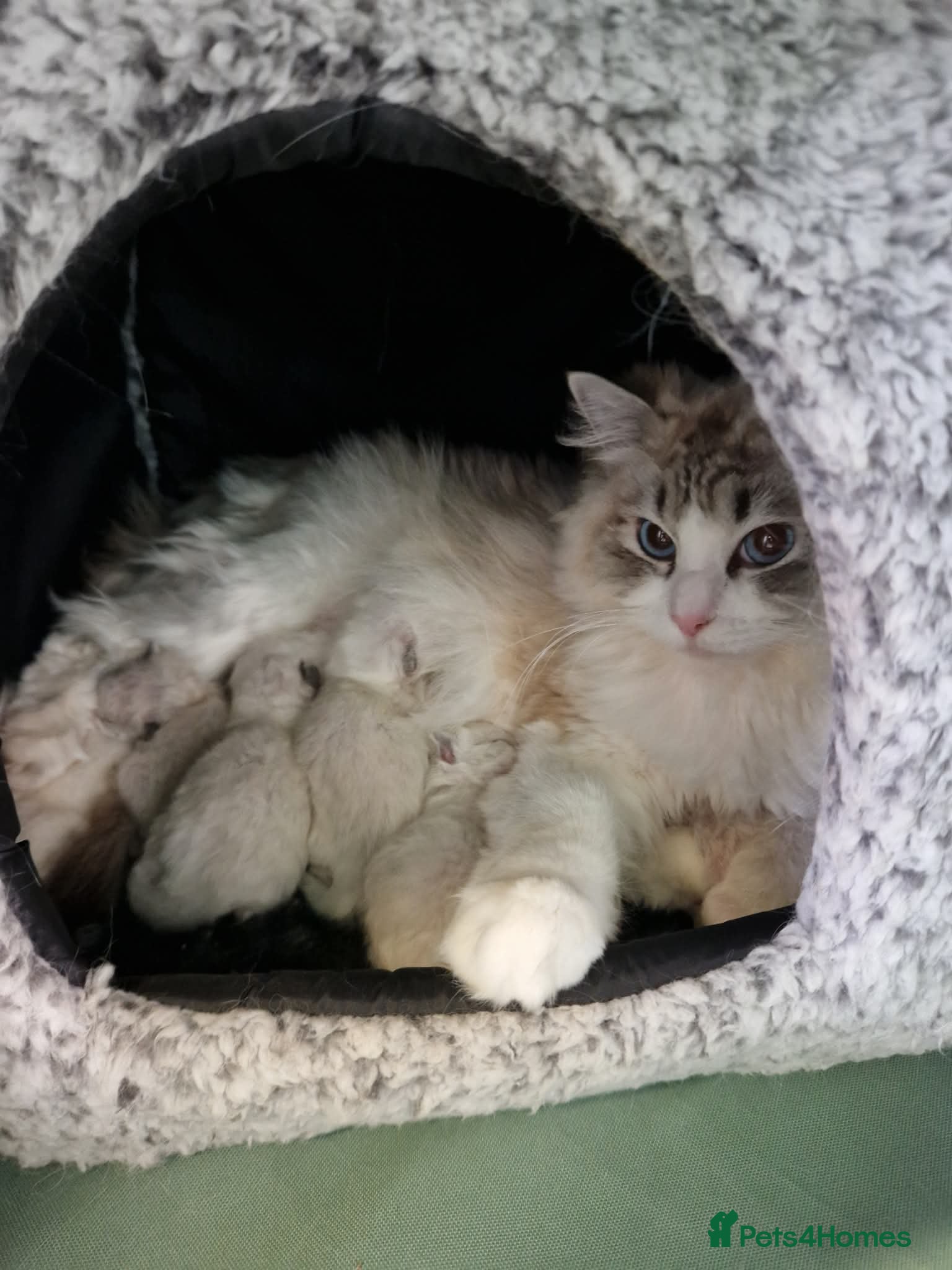 Ragdoll cats Rag doll fully registered kittens  - Advert 17