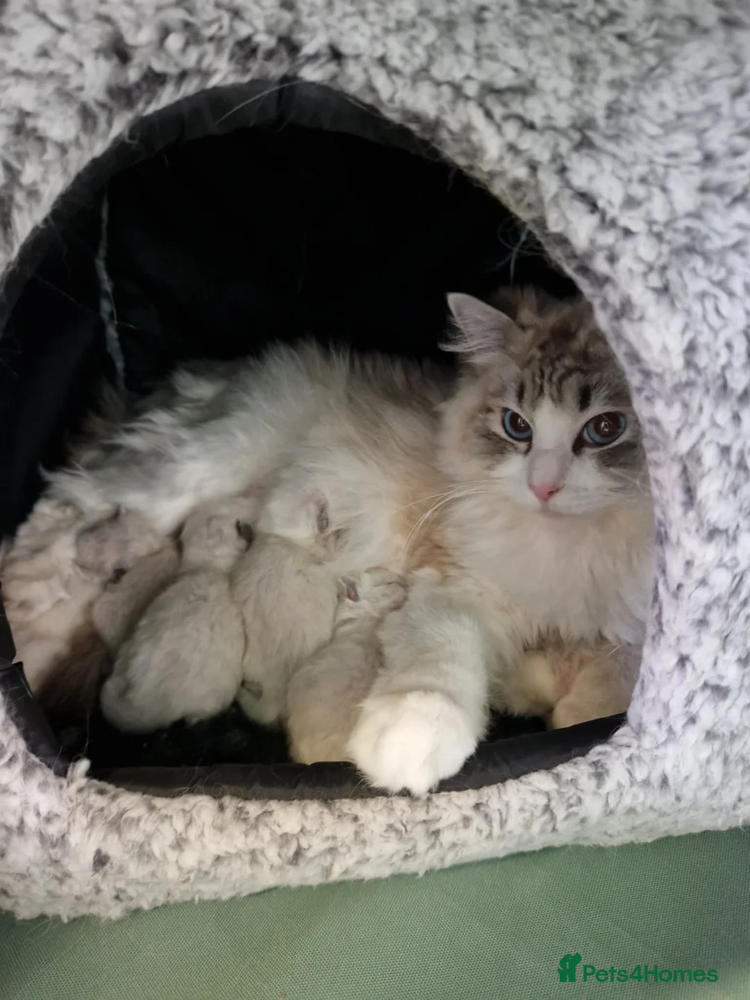 Ragdoll cats for sale: Rag doll fully registered kittens  in Carrickfergus - Advert 1