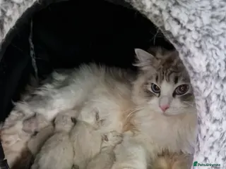 Ragdoll cats Rag doll fully registered kittens - Advert 3