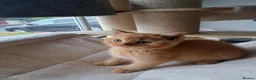 British Shorthair cats for sale: Top Quality purebreed BSH kittens - Advert 11
