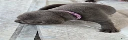 Staffordshire Bull Terrier dogs for sale: 10wk old Staffordshire Bull Terrier Puppy  - Advert 16