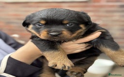 Rottweiler dogs for sale: 5 chunky pure pedigree Rottweiler pups - Image 19
