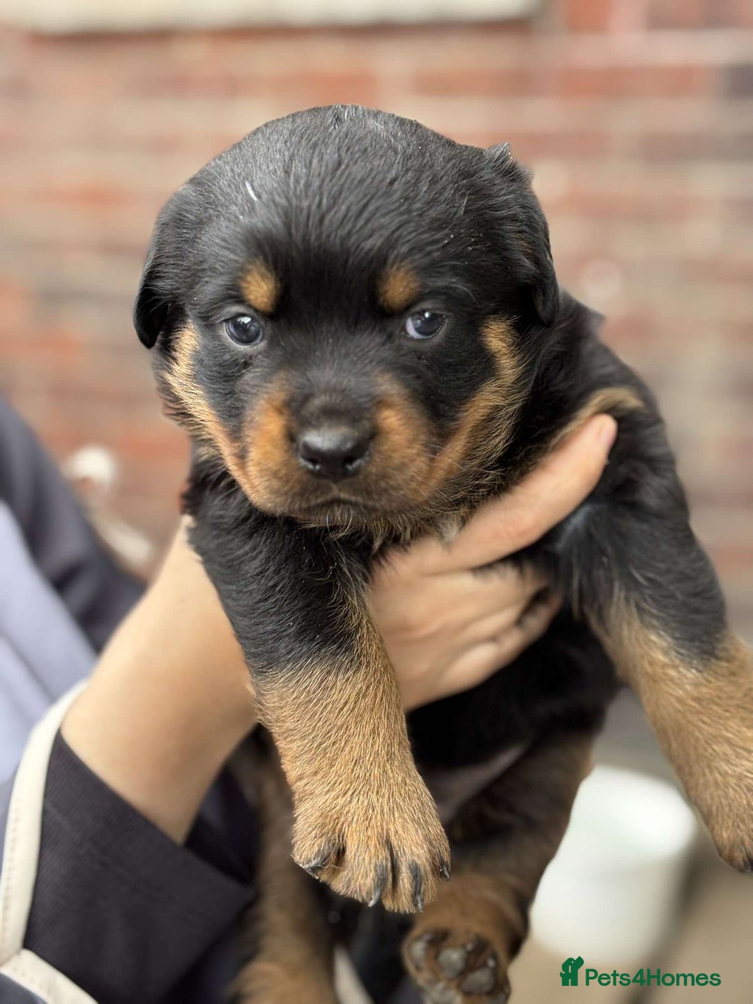 Rottweiler dogs for sale: 5 chunky pure pedigree Rottweiler pups - Image 19