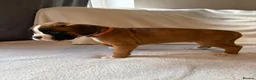 Boxer dogs for sale: *** 22 Championships between parents *** in Newbury - Advert 13