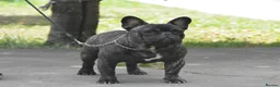 French Bulldog dogs for stud: INTERNATIONAL CHAMPION FRENCH BULLDOG - AT STUD - Advert 9