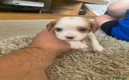 Cavachon dogs for sale: Cavalier King Charles x Cavachon - Image 7
