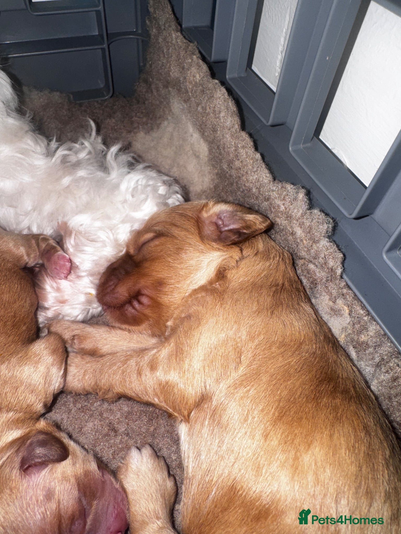 Mixed Breed dogs Puppies born! 2 remaining available  - Advert 4