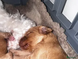 Mixed Breed dogs Puppies born! 2 remaining available - Advert 4