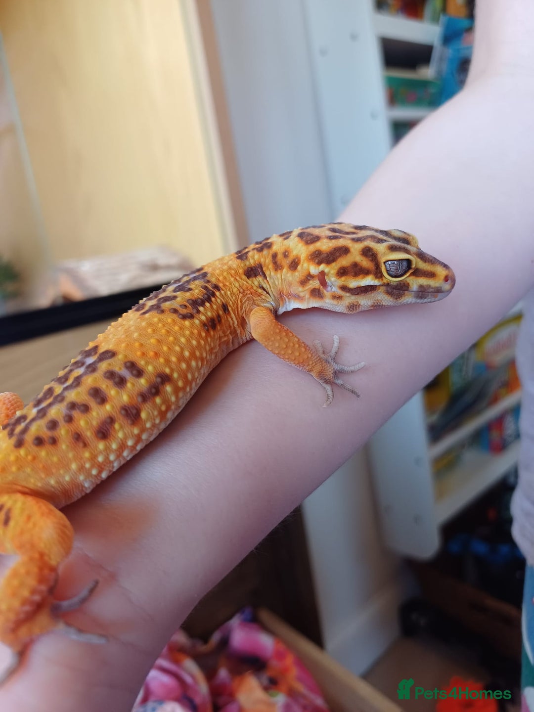 Leopard Gecko reptiles for sale: Leopard Gecko 16mnths old Female - Advert 4