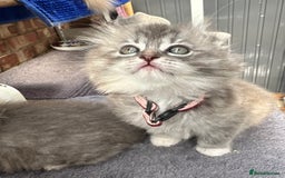 Scottish Fold cats for sale: Stunningly beautiful Scottish Fold x Ragdoll  - Image 16