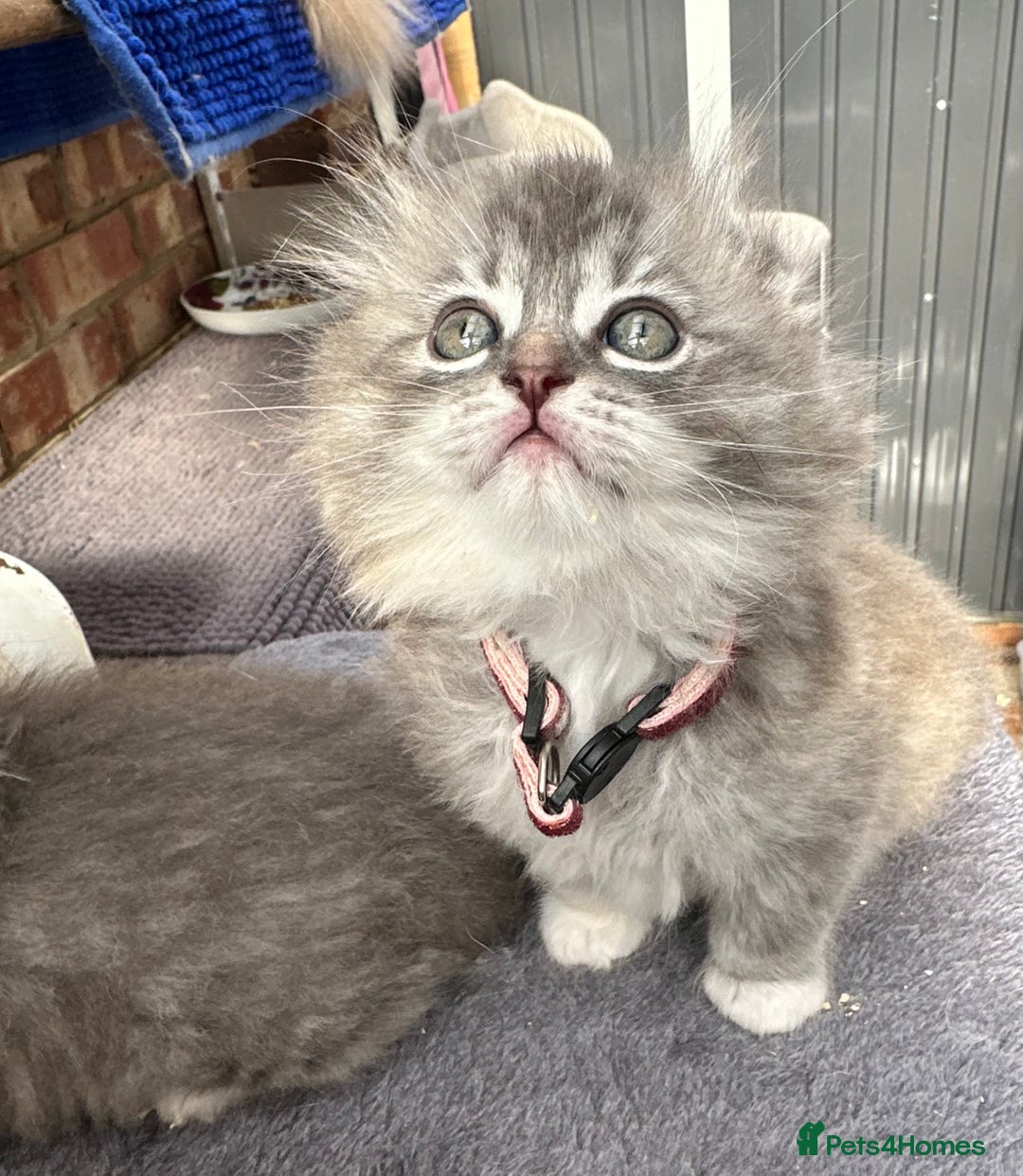 Scottish Fold cats for sale: Stunningly beautiful Scottish Fold x Ragdoll  - Image 16