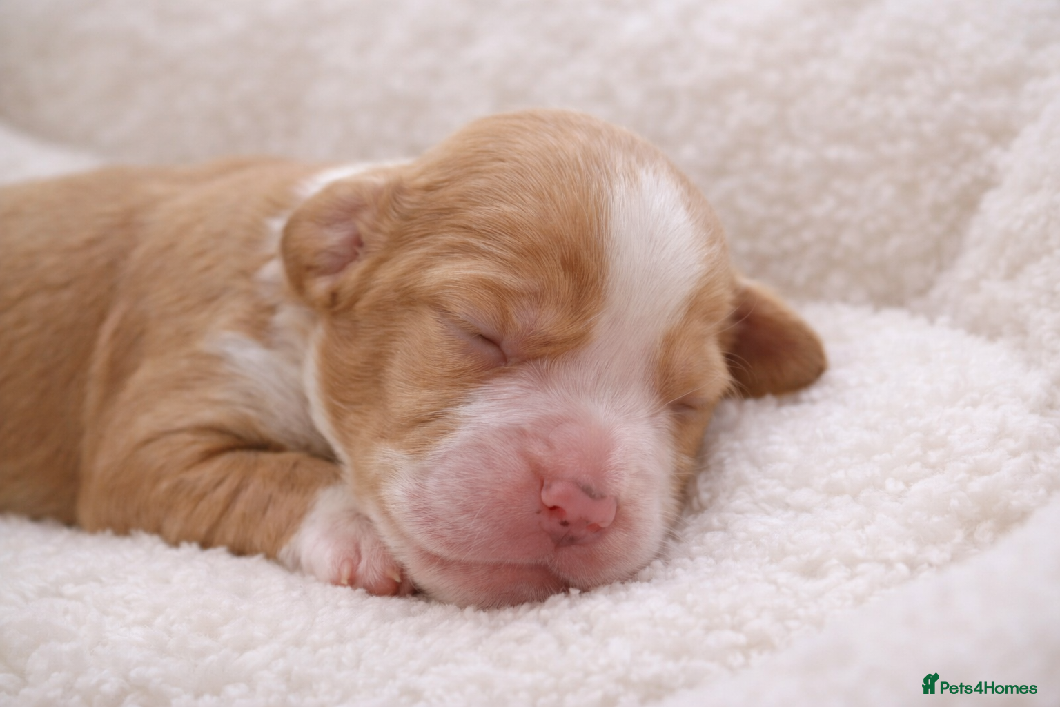 Cocker Spaniel dogs Beautiful Working Cocker Spaniel Puppies - Advert 1