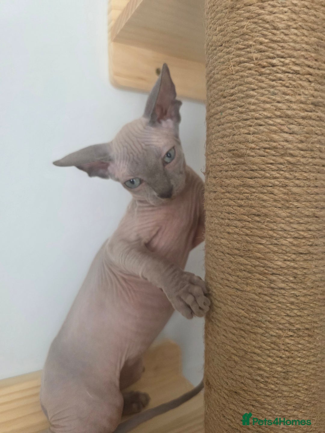 Sphynx cats for sale: 2 male sphynx cats - Image 4